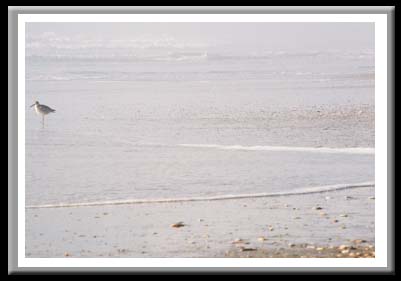 130 Solitary Sandpiper, Cape Hatteras National Seashore, North Carolina