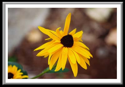 032 Black Eye Susan 