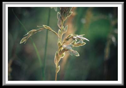 077 Sea Oat, Cape Hatteras Natoinal Seashore, North Carolina