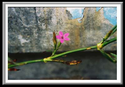 082 Pink Flower & Tub  