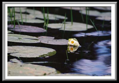 084 A lily reflected 