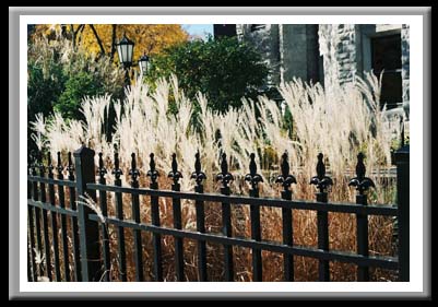 091 Gate and Grass, Syracuse, New York 