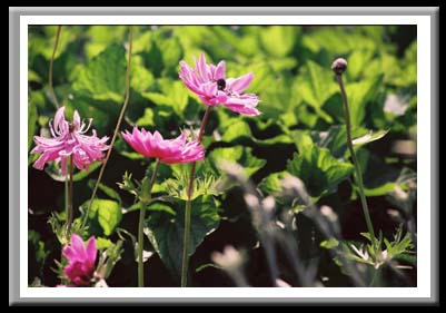 148 Pink Flowers