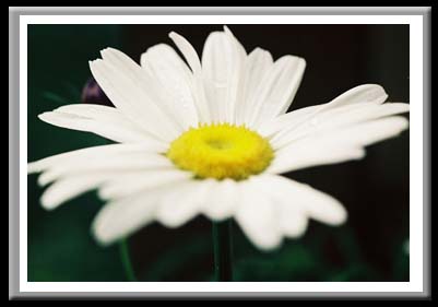 168 Dew Drop on Daisy 