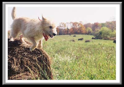 120 Dog and Hay 