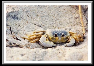 177 Smiling Crab  