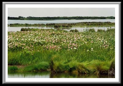 012 Pea Island National Refuge