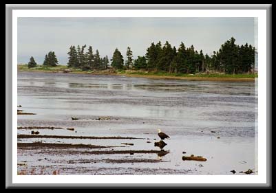 020 American Bald Eagle, Nova Scotia 