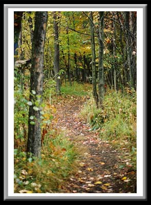 172 Fall Path, Binghamton University Nature Preserve, Binghamton, New York